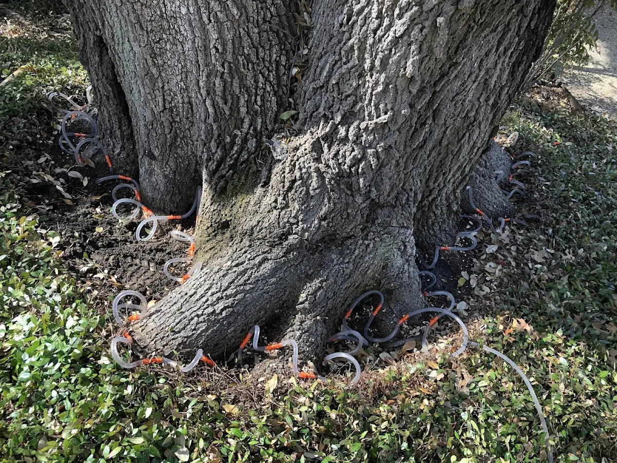 Detailed Tree Cabling and Bracing job site in Mark Center