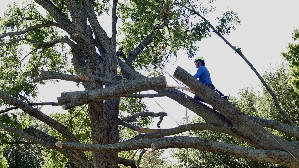 Professional Crown Thinning performed by certified arborists in Mark Center